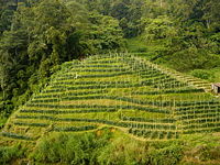 Malaysia-tea_plantation